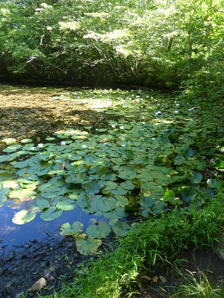 朝、山麓の池の水連の花の輝く ～今年(２０１９年)のお盆の過ごし方・・吾妻高原の自然を味わう⑩